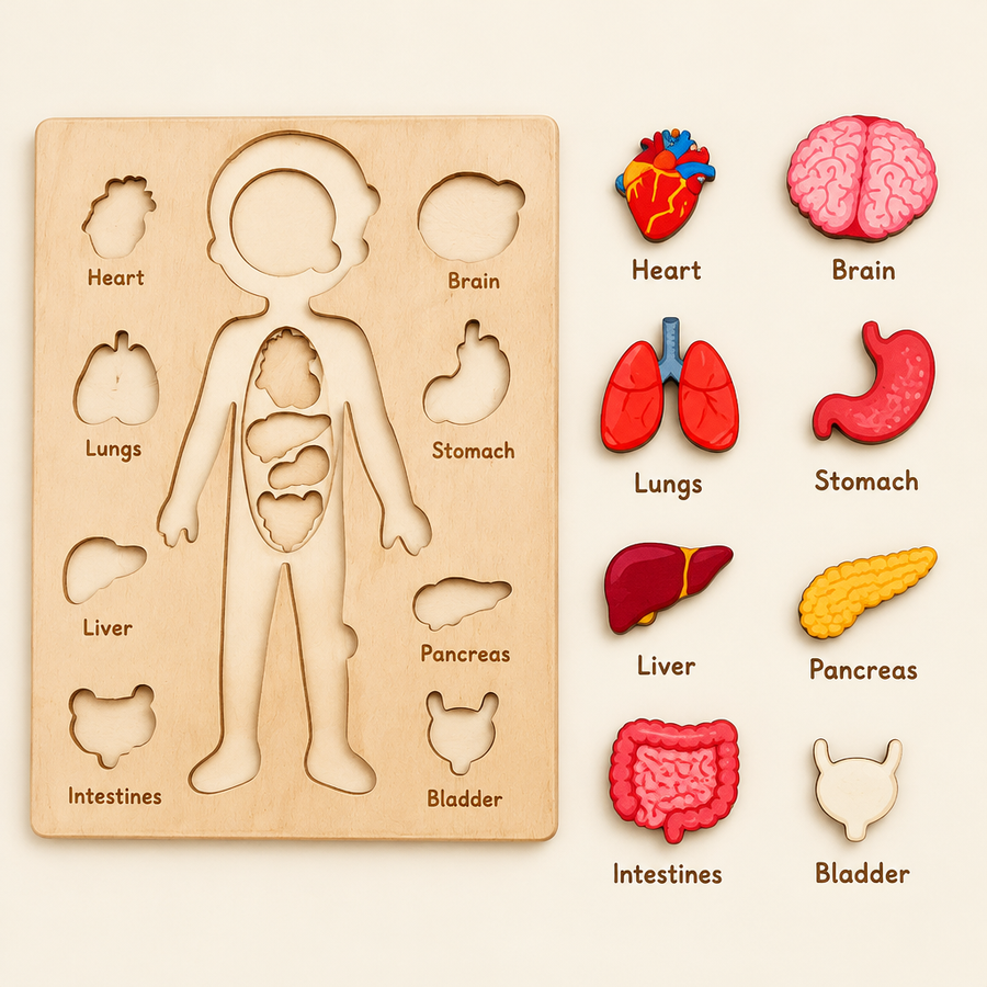 Everything included: board and labeled organ pieces
