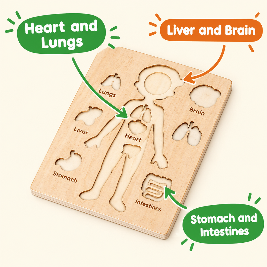 Organs to learn: heart, lungs, stomach, intestines, liver and brain