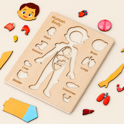 Wooden human body puzzle board with English labels and lift-out organs