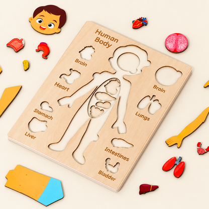 Boy body wooden puzzle board with English labels