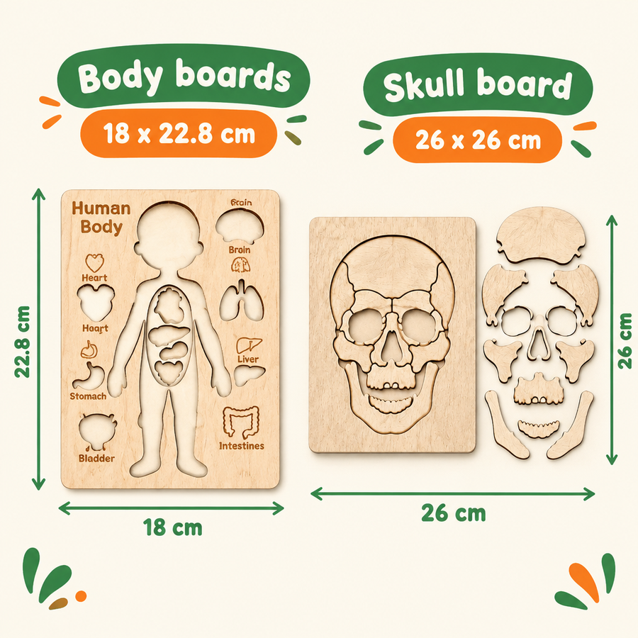Body boards 18 x 22.8 cm, skull board 26 x 26 cm